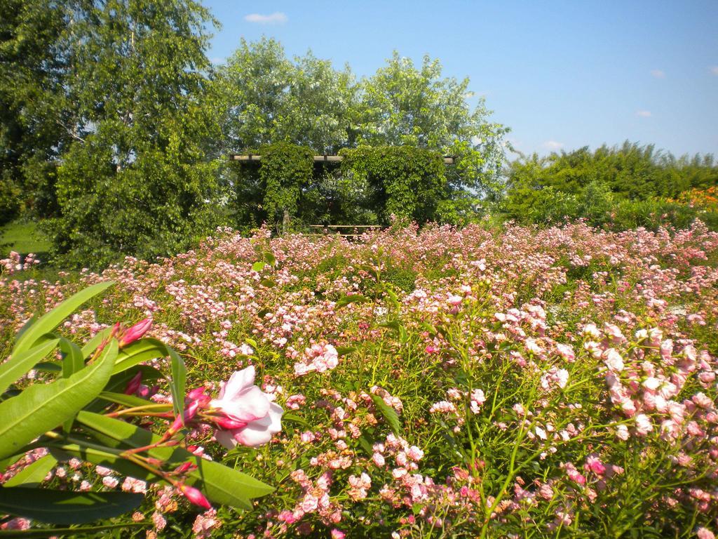 Agriturismo Il Magicorto Cassola Eksteriør billede