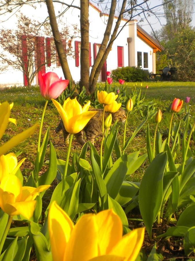 Agriturismo Il Magicorto Cassola Eksteriør billede