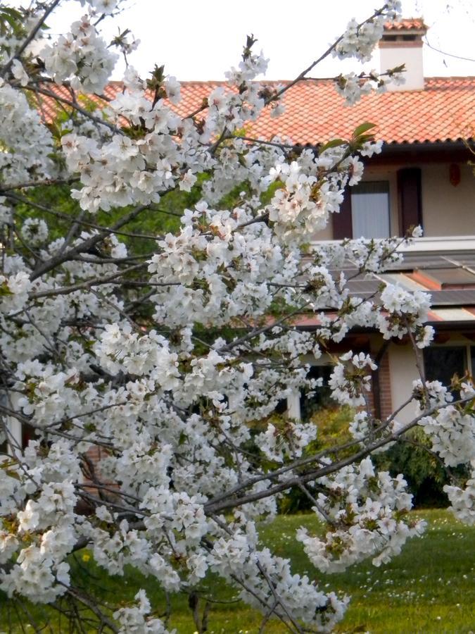 Agriturismo Il Magicorto Cassola Eksteriør billede